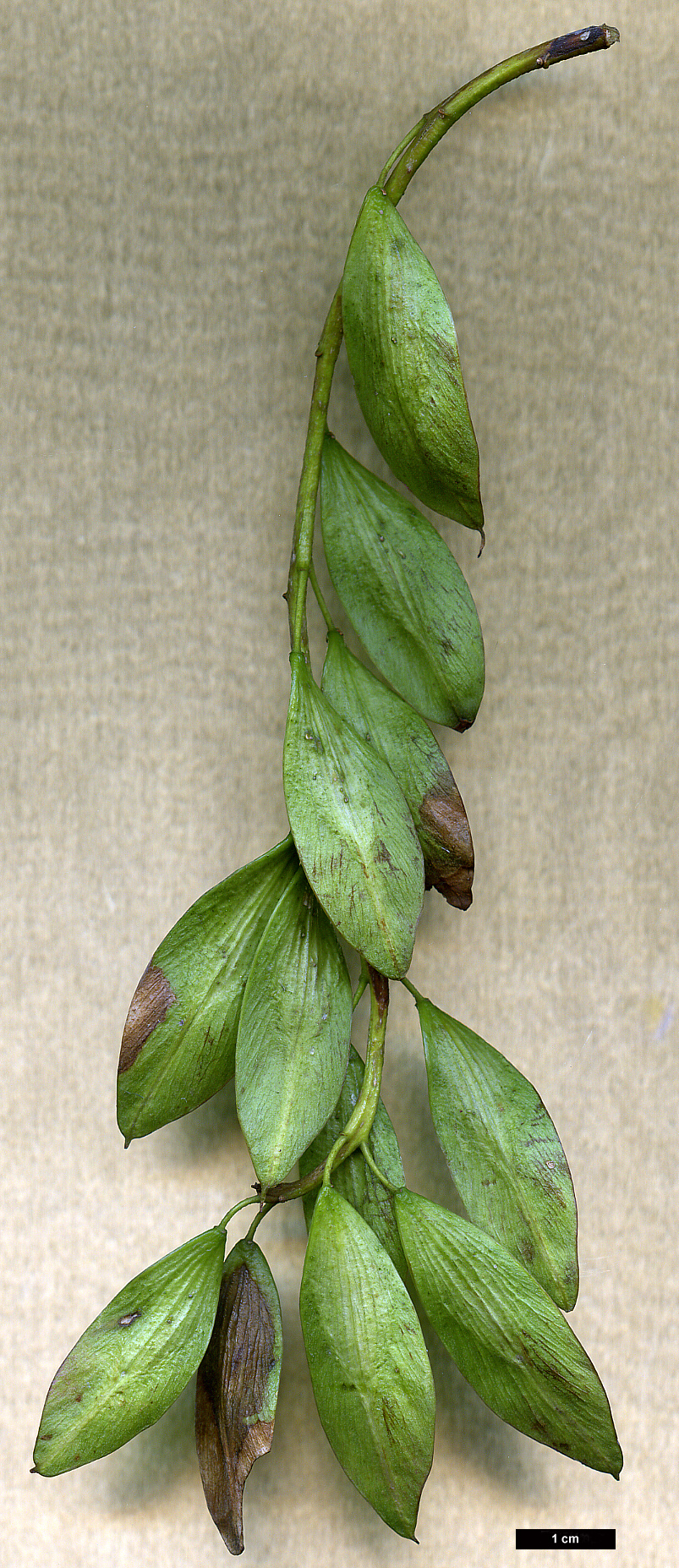 High resolution image: Family: Oleaceae - Genus: Fraxinus - Taxon: angustifolia - SpeciesSub: subsp. syriaca